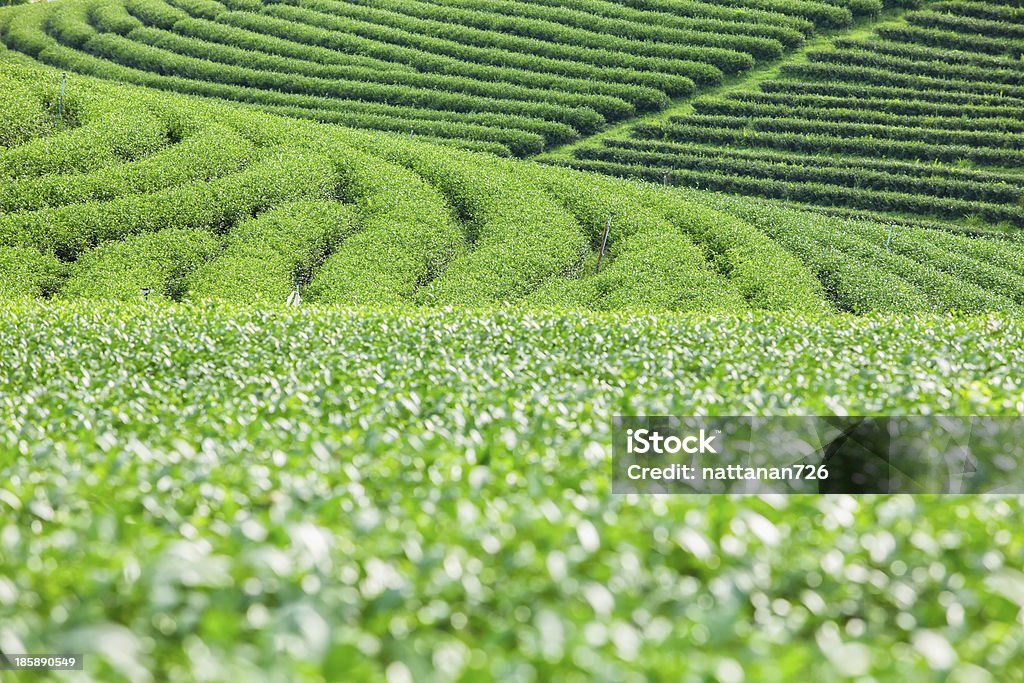 Teeplantagen in Thailand. - Lizenzfrei Agrarbetrieb Stock-Foto