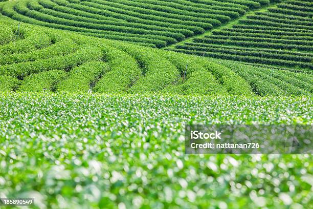 Teeplantagen In Thailand Stockfoto und mehr Bilder von Agrarbetrieb - Agrarbetrieb, Anhöhe, Asien