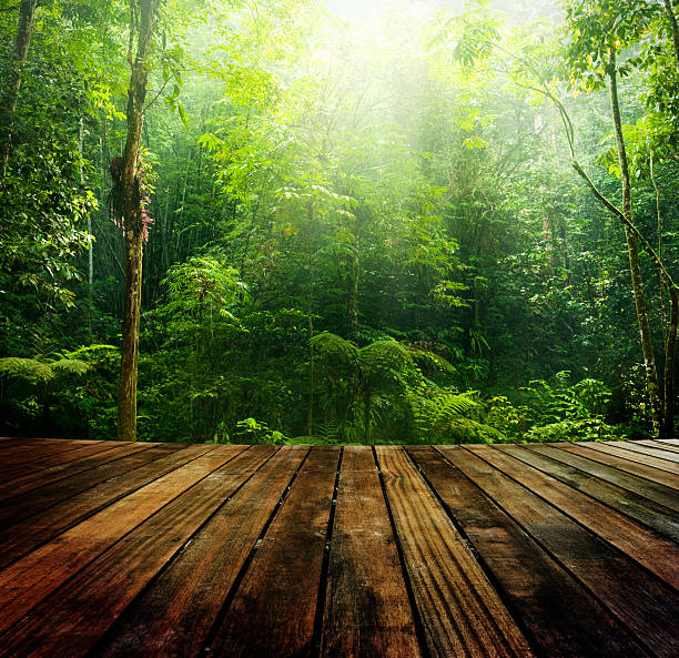 Green forest. Wooden floor perspective and green forest with ray of light. tropical rainforest stock pictures, royalty-free photos & images