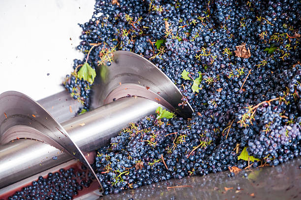 istock Wine Crusher squeezes grapes in a winery 185891035