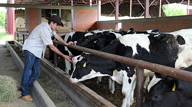 istock Farmer In His Cow Farm 185891052
