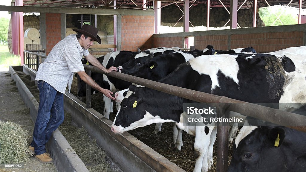 Farmer In His Cow Farm Farmer looking at his cows at dairy farm. Cow Stock Photo