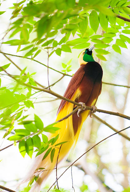 istock Bird of Paradise 185891089