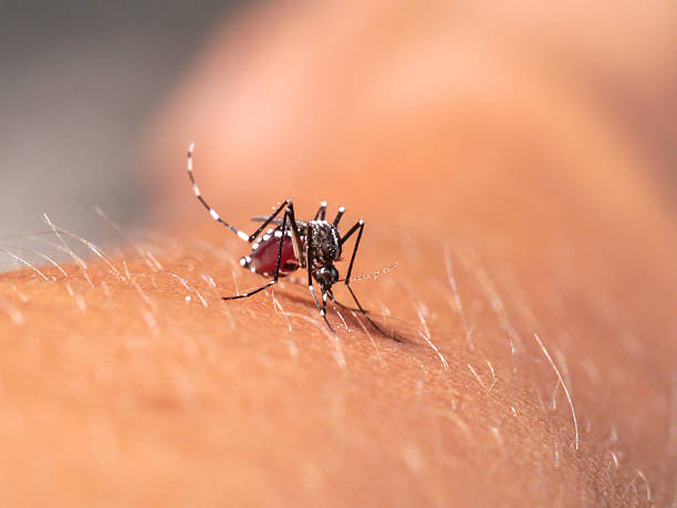 istock Aedes sucking blood from the arm. 185891169