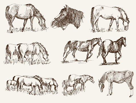 silhouettes of horses. set of vector sketches
