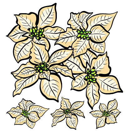 White poinsettias vector illustration with 4 flowers bunched up and also 3 separate ones  in case you can't manipulate the vector format. Symbol of the Christmas season and winter holidays