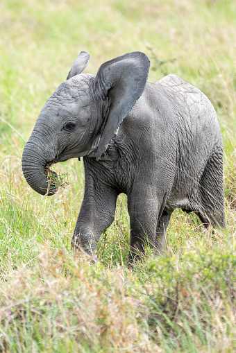 Beautiful close-up portrait of a baby elephant eating grass while strolling through the savanna in a grass-filled green landscape of the Masai Mara National Reserve in Kenya, Africa