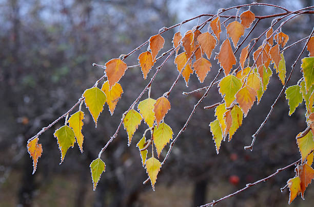 ドライリーブズの白樺と hoarfrost ホワイト - birch tree tree downy birch white ストックフォトと画像