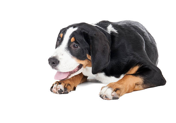 istock Greater Swiss Mountain Dog 185894148