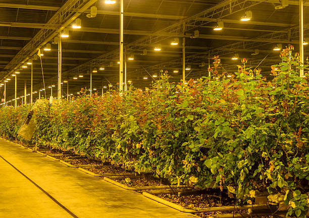 asymilacja szklarni z światła - greenhouse plant nursery plant lighting equipment zdjęcia i obrazy z banku zdjęć