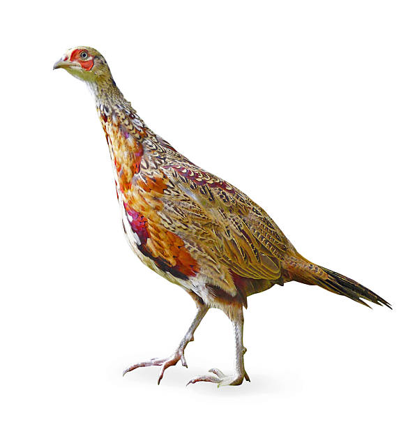 istock Male juvenile pheasant cutout with drop shadow 185894273