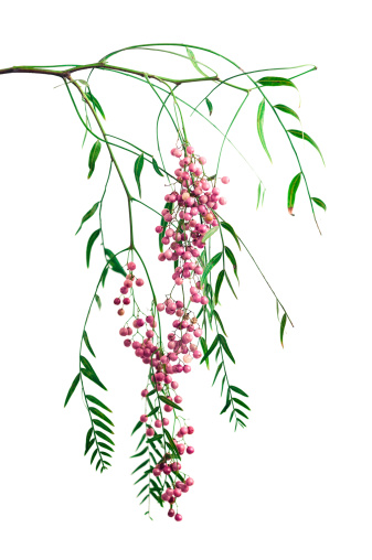 A small branch of the Peruvian Pepper Tree (schinus molle) laden with pink peppercorns, isolated on a white background.