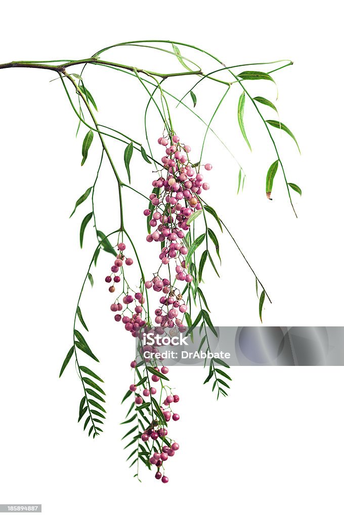 Fresh Pink Peppercorns A small branch of the Peruvian Pepper Tree (schinus molle) laden with pink peppercorns, isolated on a white background. Branch - Plant Part Stock Photo