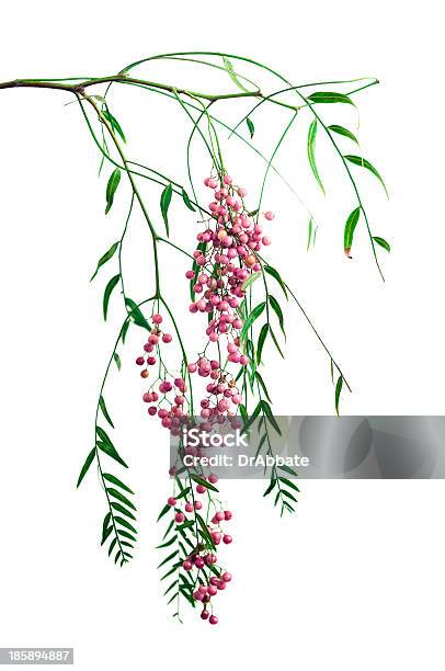 Fresh Pink Peppercorns Stock Photo - Download Image Now - Branch - Plant Part, Pepper - Seasoning, White Background