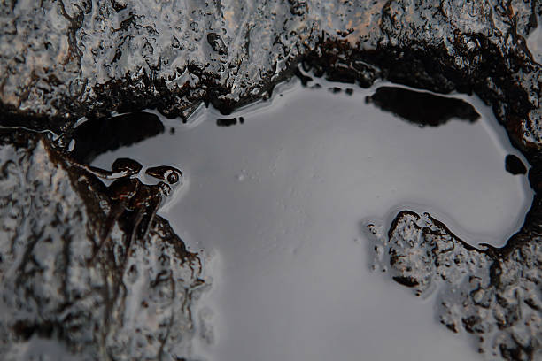 istock crab and crude oil spill on the stone a 185894974