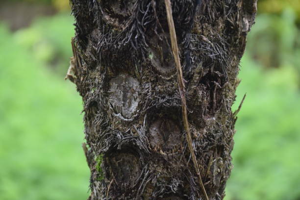 istock detail of dry tree trunk 1858950455