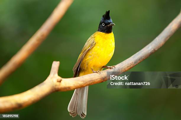 Uccello - Fotografie stock e altre immagini di Ambiente - Ambiente, Animale, Animale selvatico