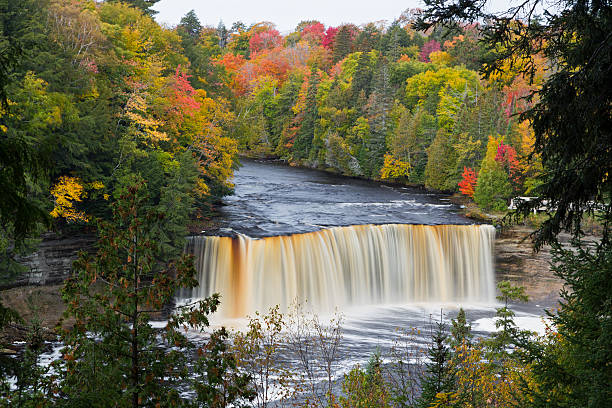 michigan s tahquamenon falls - sayings nature plants deciduous tree foto e immagini stock