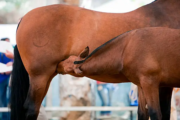 Photo of Mother horse and nursing baby