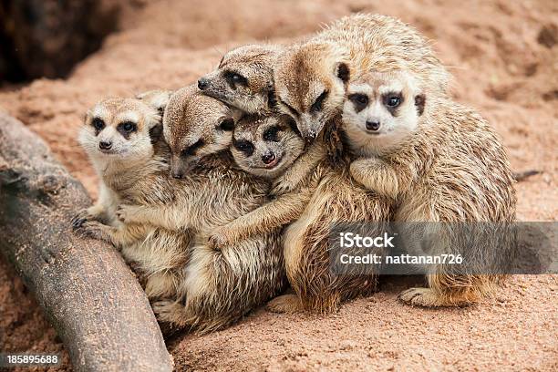 Meerkat Family Huddled Together Near Tree Root Stock Photo - Download Image Now - Meerkat, Longleat House, Cute