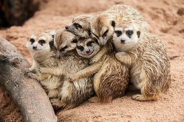 Photo of Meerkat family huddled together near tree root