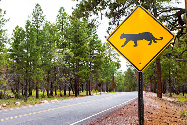 istock Grand Canyon Road 185896124