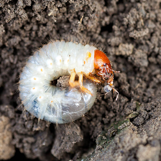 grub of cockchafer eats ant