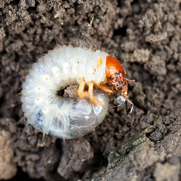 Photo of grub of cockchafer eats ant