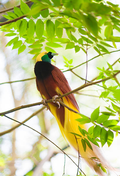 Bird of Paradise on a tree Bird of paradise in the jungle. One Of the most exotic birds in Papua New Guinea. paradisaeidae stock pictures, royalty-free photos & images