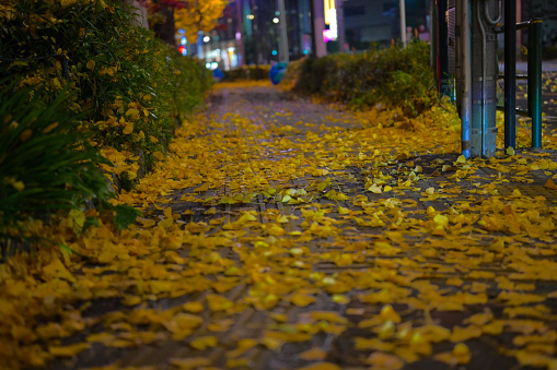 A serene city path is transformed into a golden trail as autumn leaves carpet the ground. The warm hues of yellow and the soft glow of streetlights create a tranquil urban evening, inviting peaceful reflection.