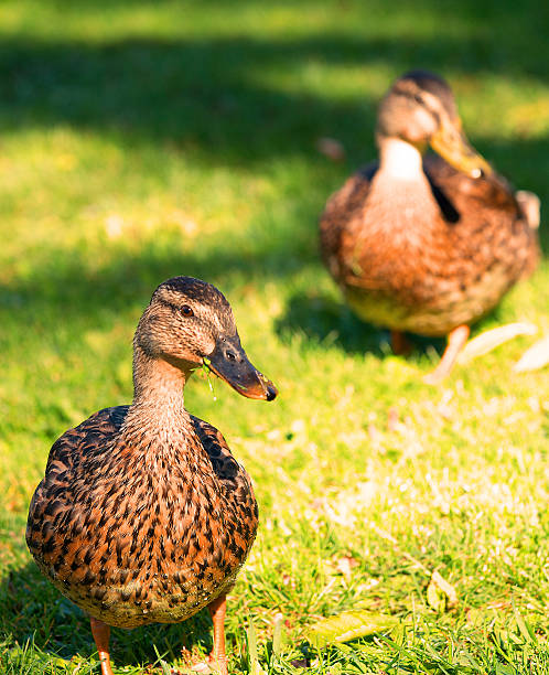 istock Two female mallards on a lawn 185898247