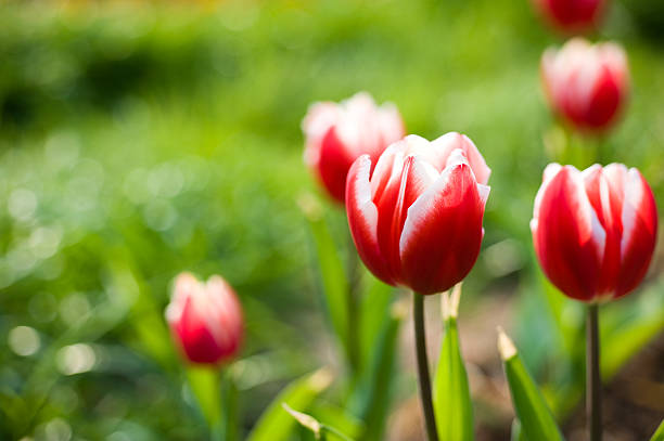 istock tulips in the garden 185898315