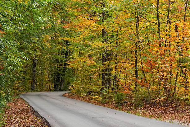 istock Road through the autumn forest 185898620