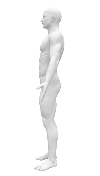 空白の解剖図-側面図 - men anatomy the human body body ストックフォトと画像