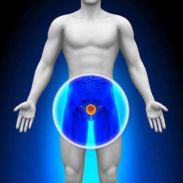 Representation of medical x-ray scan showing the prostate Medical X-Ray Scan - Prostate decade stock pictures, royalty-free photos & images