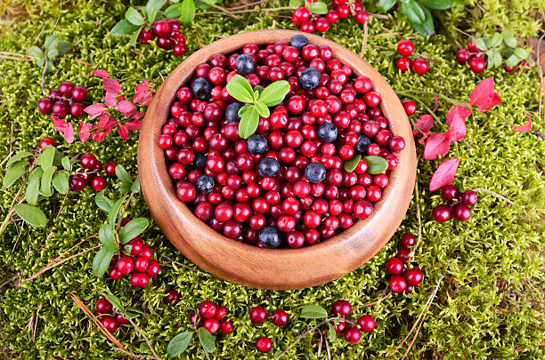 istock Autumn berrys in moss 185900752