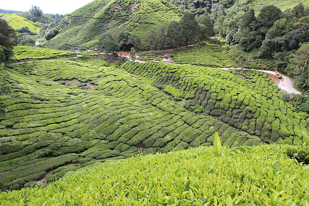 istock BOH, Tea plantation, Cameron Highlands, 185900938