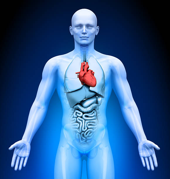 istock Medical Imaging - Male Organs Heart 185900961