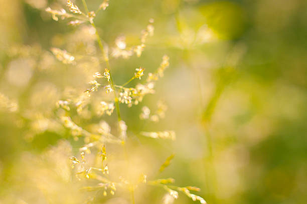 istock Wild green plants in a meadow 185902356