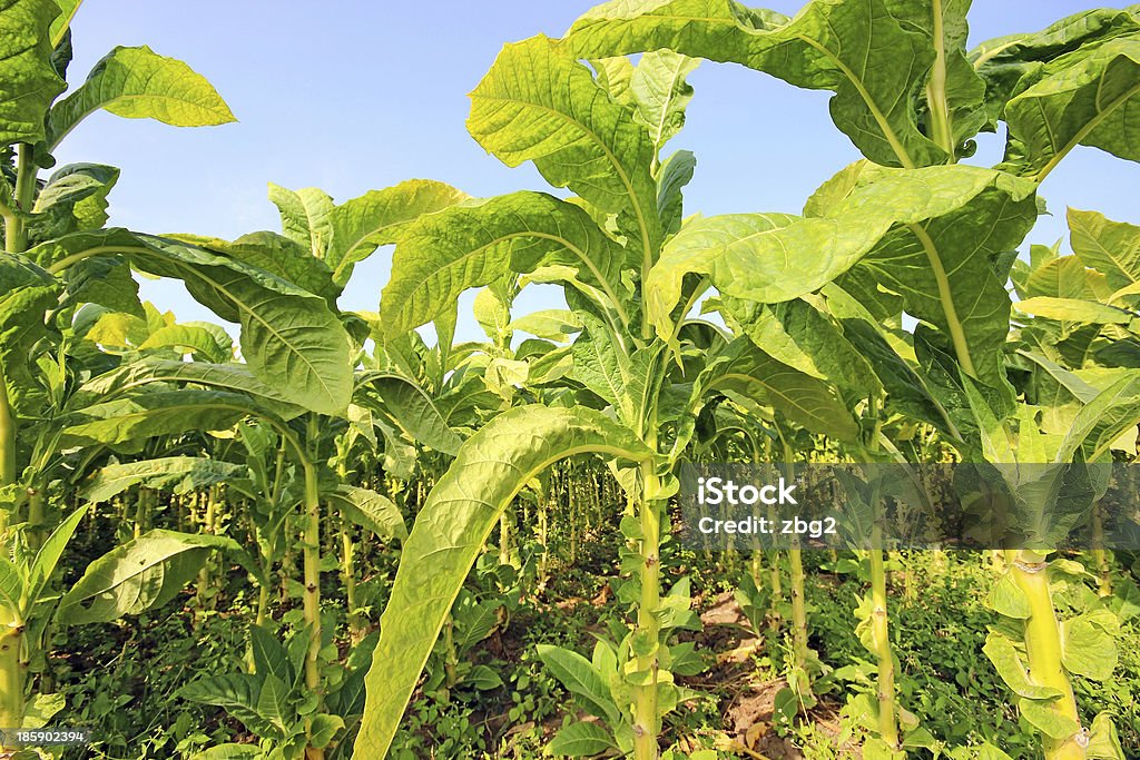 growing tobacco on a field in Poland Agricultural Field Stock Photo