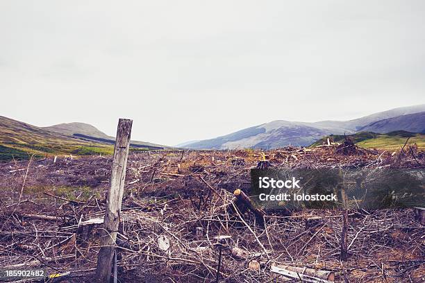 Foto de Cortar Floresta Com Montanhas Ao Fundo e mais fotos de stock de Amuado - Amuado, Bosque - Floresta, Cirurgião Vegetal