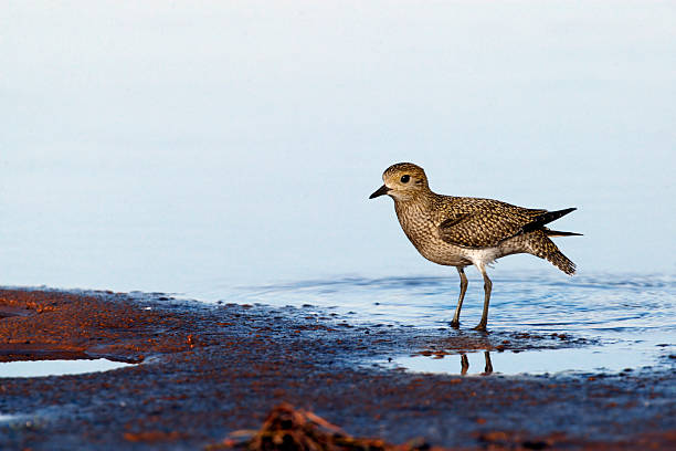 istock Eurasian golden plover on sea shore 185902510