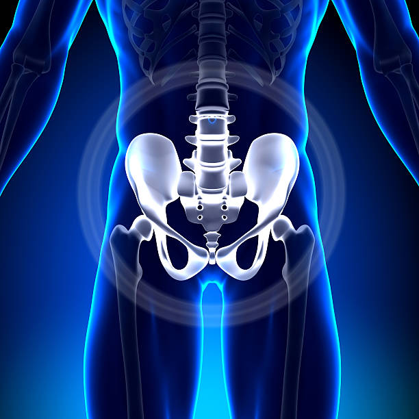 istock Sacrum Pubis Ischium Ilium - Anatomy Bones 185902588