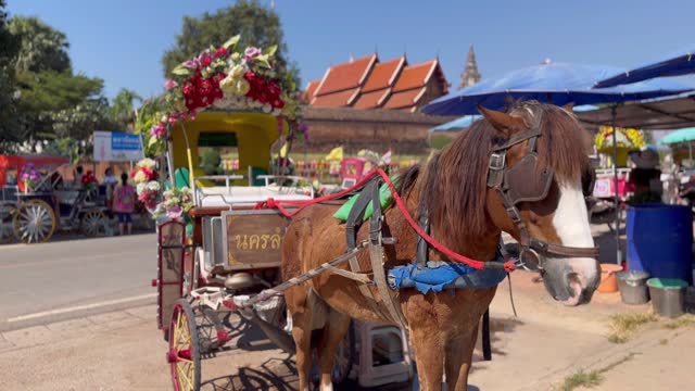 Horse-Drawn Carriages in Lampang, Thailand
