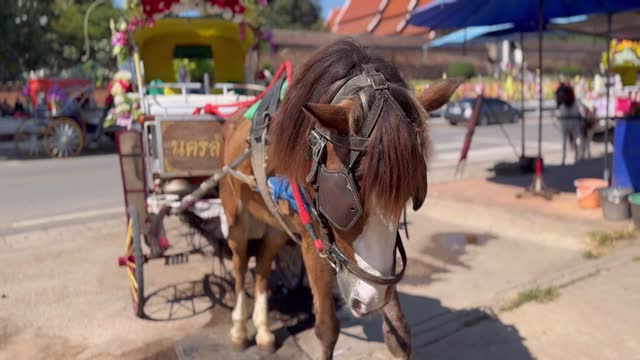 Horse-Drawn Carriages in Lampang, Thailand