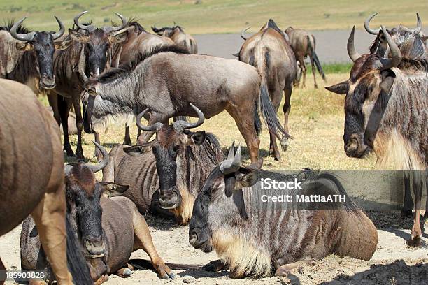 Stado Blue Wildebeests - zdjęcia stockowe i więcej obrazów Afryka - Afryka, Antylopa, Biały-brodaty Wildebeest