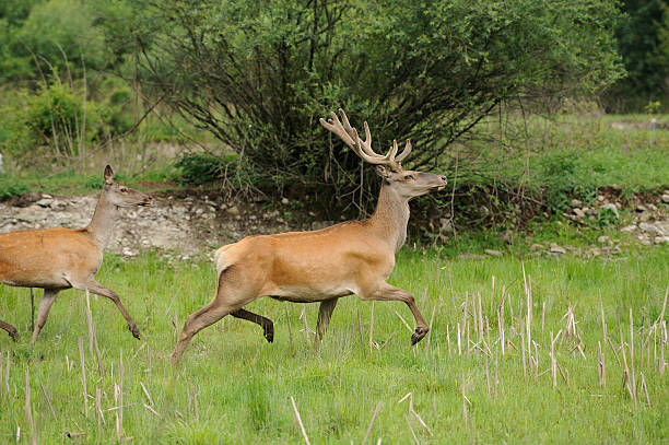 istock Wild red deer in nature 185903982