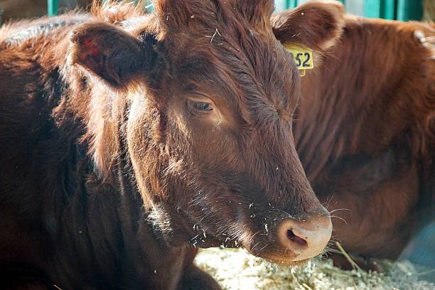 istock Milk Cow. Dairy animal industries. 185904033