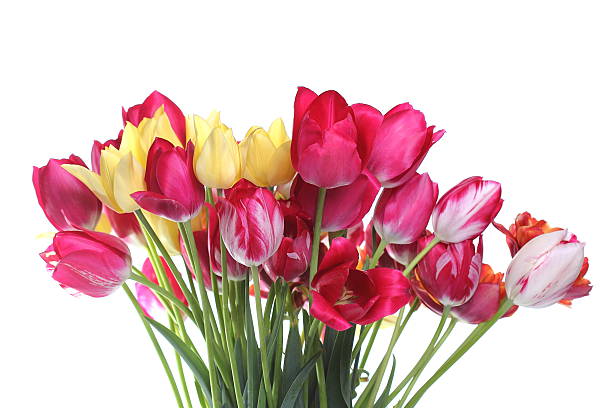 istock Bouquet of various tulips on white 185904803