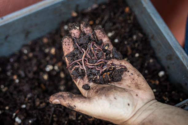 istock Closeup of hand with compost and earthworms 1859048083